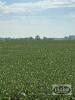 99.81 ACRES +/- KNOWN AS 580 DALY ROAD, ST.CLAIR, ON - 11