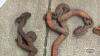 (4) CHAIN BINDERS - 5