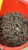 HARDWARE LOT OF NAILS - 4