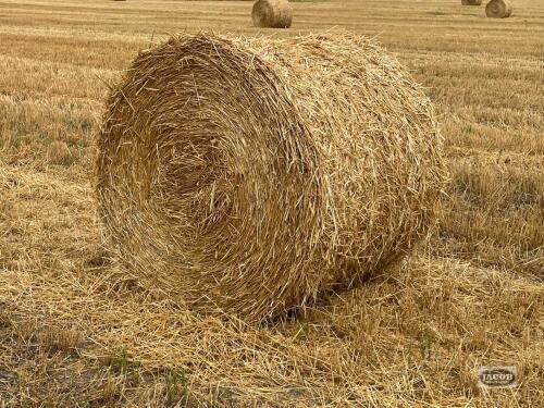Wrapped fall wheat 4x4 round straw bales x20