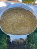 Wrapped fall wheat 4x4 round straw bales x20 - 3
