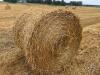 Wrapped fall wheat 4x4 round straw bales x20 - 2