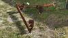 SICKLE BAR MOWER FOR PONY TRACTOR - 5