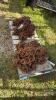 20.8 X 38 TRACTOR CHAINS