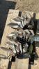 APPROX. 18 CULTIVATOR TEETH - 3