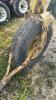 JOHN DEERE 4-BAR SIDE RAKE - 12