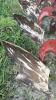 WHITE 598 5 FURROW SEMI-MOUNT VARI WIDTH PLOW - 6