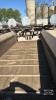 NEW IDEA 245 TANDEM MANURE SPREADER - 10
