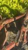 MASSEY FERGUSON #62 3 FURROW 3PTH PLOW - 6