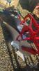 FERGUSON SHERMEN 3PTH 2 FURROW PLOW - 6