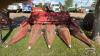 INTERNATIONAL 943 4 ROW CORN HEAD - 2