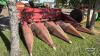 INTERNATIONAL 943 4 ROW CORN HEAD - 3