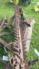 JOHN DEERE 7FT ANTIQUE SICKLE MOWER - 6