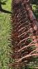 YETTER 3PTH 15FT ROTARY HOE - 10