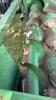 JOHN DEERE 443 4 ROW CORN HEAD - 7