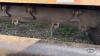 KUHN 7.5FT 3PTH PTO FLAIL MOWER - 10