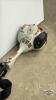 STIHL FS56RC STRAIGHT SHAFT STRING TRIMMER - 4