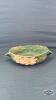 14IN ROSEVILLE DOUBLE HANDLED DISH