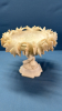 Alabaster 8in Compote -Leaf Vine Edge, 1920s - 6