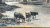 Print of Cattle in River By Graham Campbell - 2