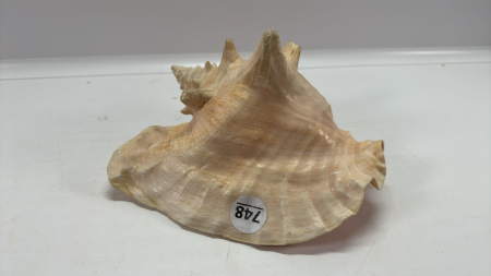 Conch Sea Shell -Approximately 8in Long