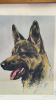 Print of Rin Tin Tin - 2