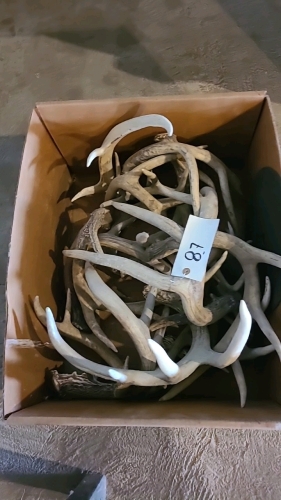 Lot of antler sheds