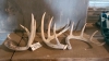 Lot of antler sheds - 2