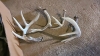 Lot of antler sheds - 3