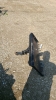 Trailer hitch mounted on skid steer plate - 2