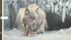 Robert Bateman Print 43"W x 31"H - 2