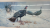 Wild Turkey Numbered Print by Michael Dumas-Notes - 2