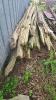 Lot of Cedar Rails - 4