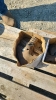 Various cultivator teeth - 4