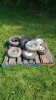 Assortment of Small Wheels - 2